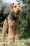 AIREDALE TERRIER 140